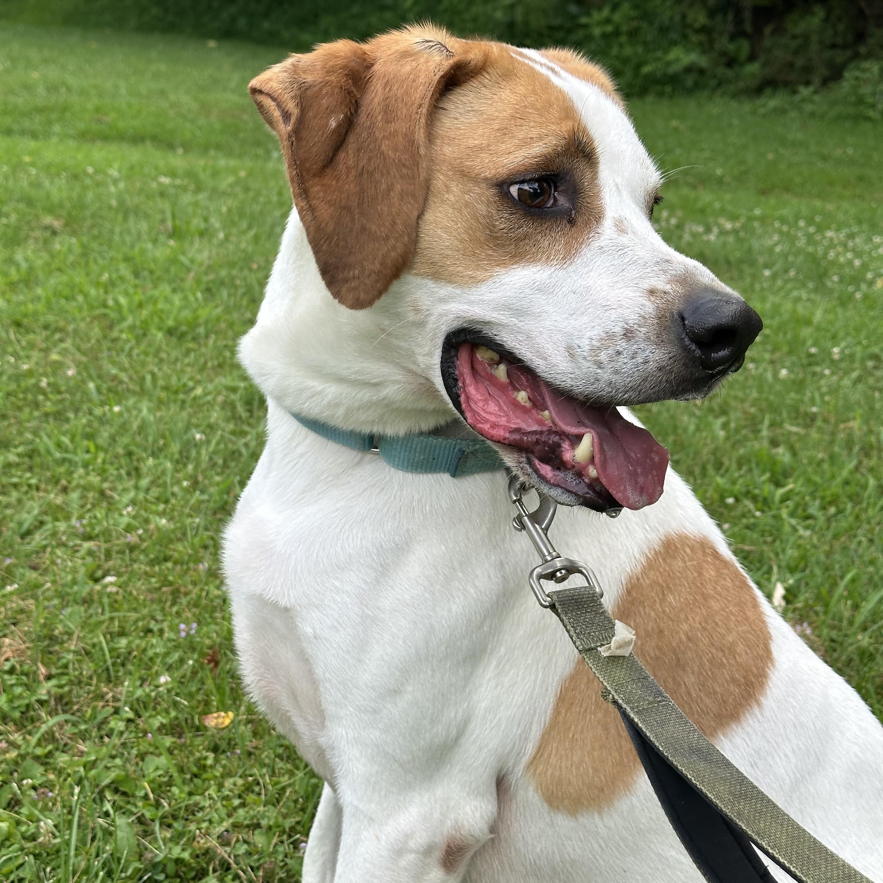 George, a Adoptable mixed breed in Monroeville, PA image 3/4