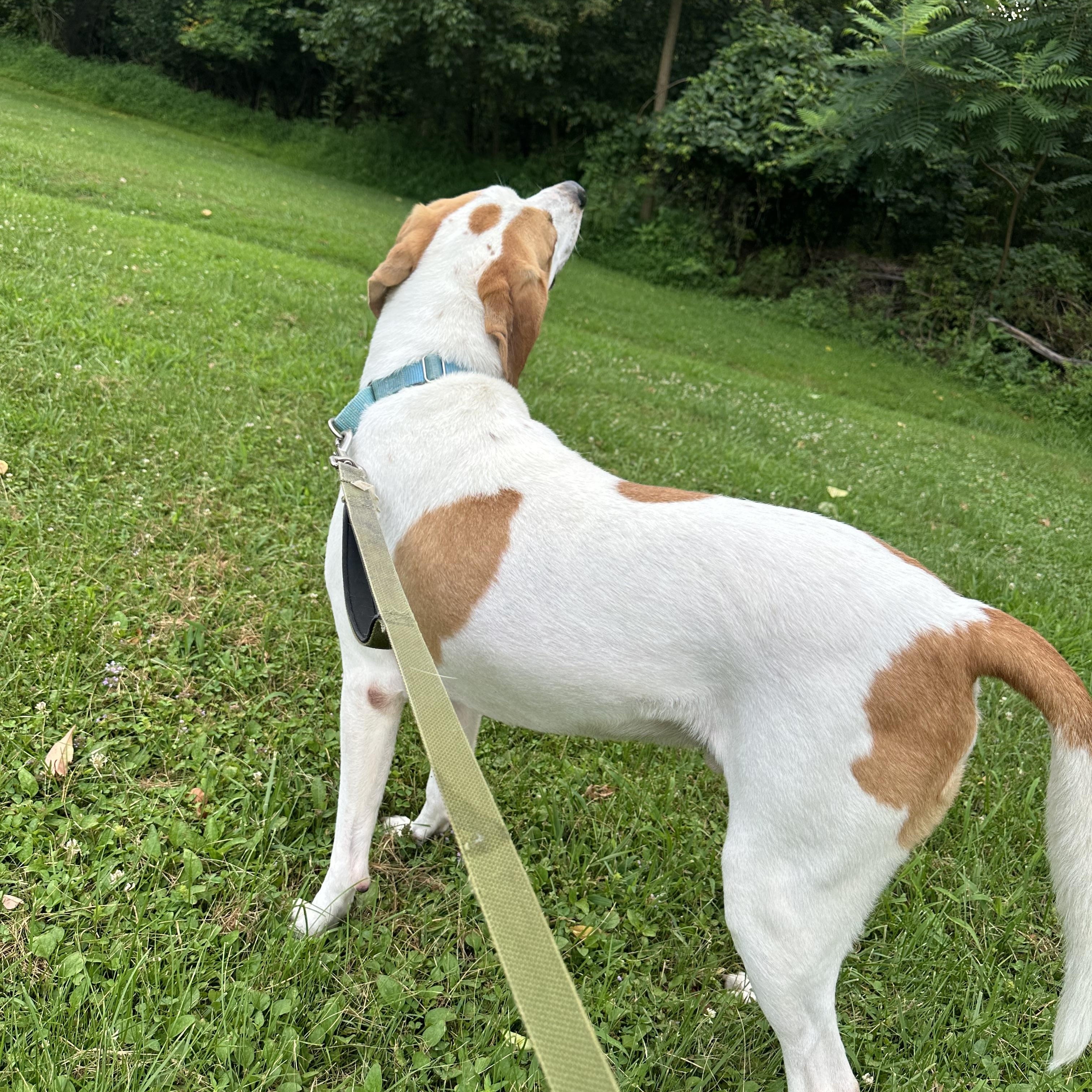 George, a Adoptable mixed breed in Monroeville, PA image 4/4