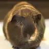 Enlarge Luna and Serena, a ADOPTABLE Guinea Pig in Budd Lake, NJ image 3/6
