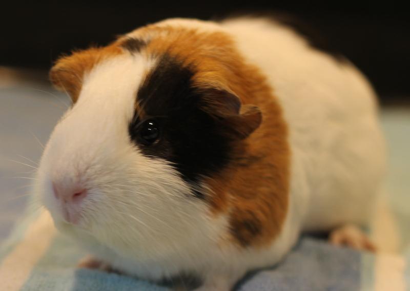 Enlarge Luna, a ADOPTABLE Guinea Pig in Budd Lake, NJ image 5/6