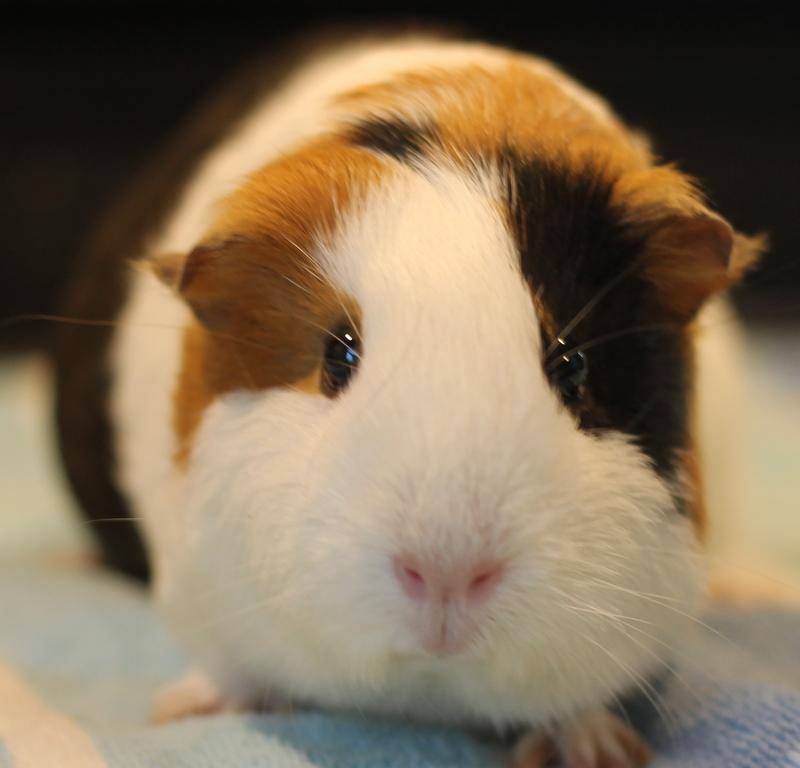 Luna, ADOPTABLE, Young Female Guinea Pig.