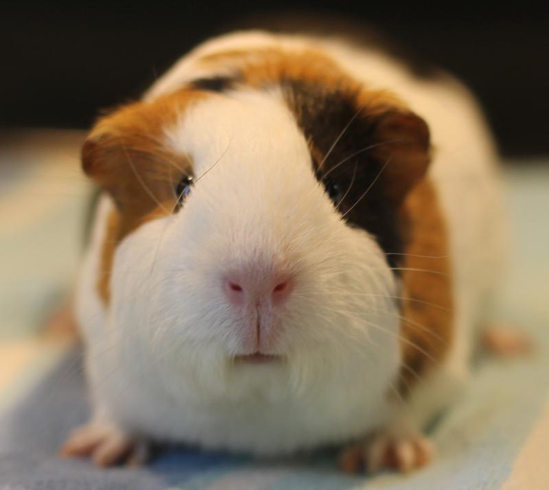 Enlarge Luna, a ADOPTABLE Guinea Pig in Budd Lake, NJ image 3/6