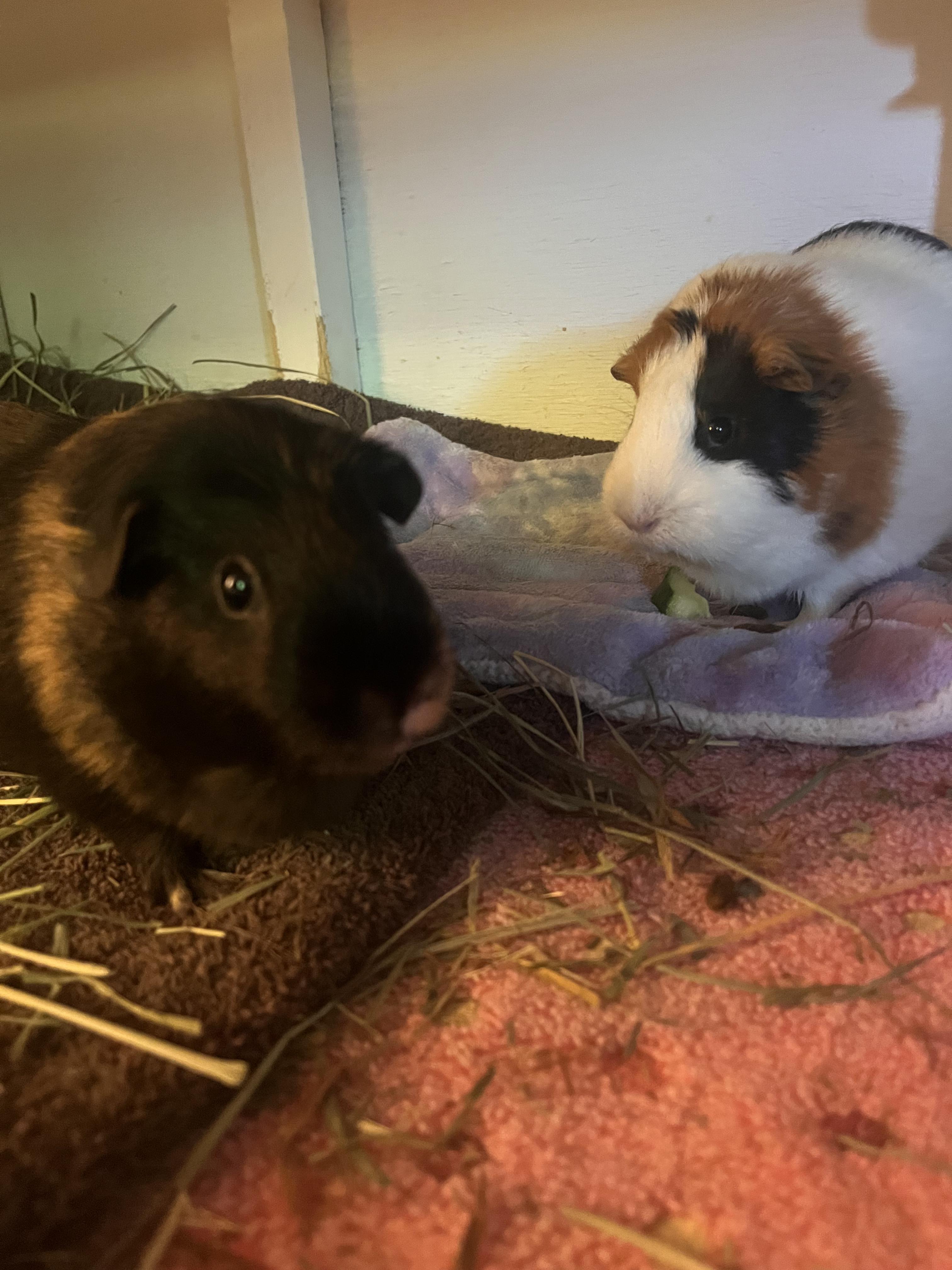 Enlarge Luna and Serena, a ADOPTABLE Guinea Pig in Budd Lake, NJ image 6/6