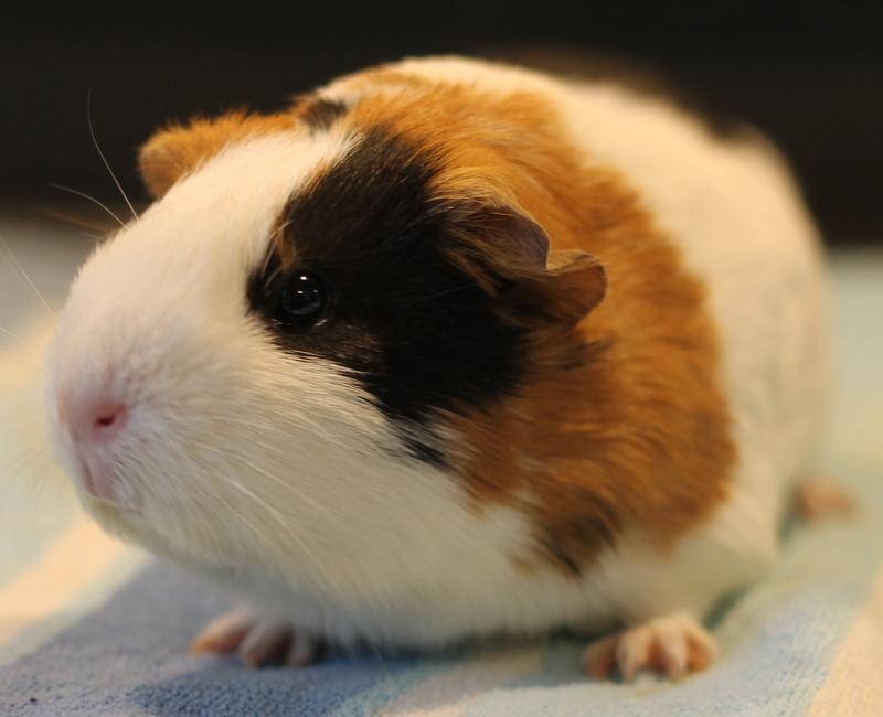Enlarge Luna, a ADOPTABLE Guinea Pig in Budd Lake, NJ image 4/6