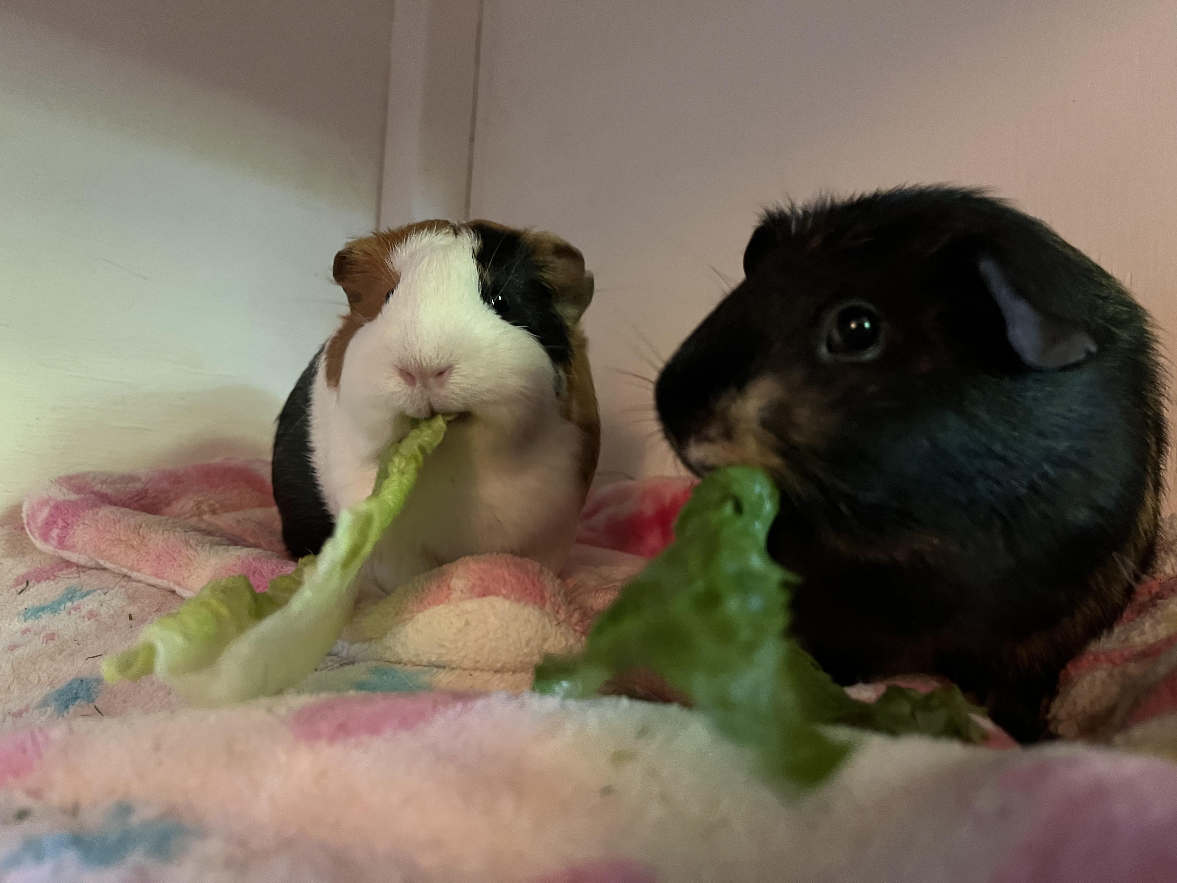 Enlarge Luna and Serena, a ADOPTABLE Guinea Pig in Budd Lake, NJ image 1/6