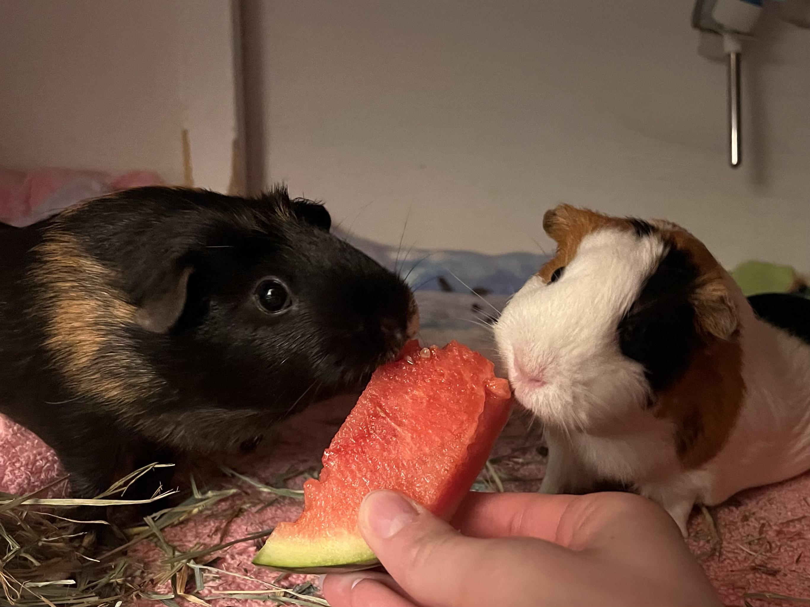 Enlarge Luna and Serena, a ADOPTABLE Guinea Pig in Budd Lake, NJ image 5/6
