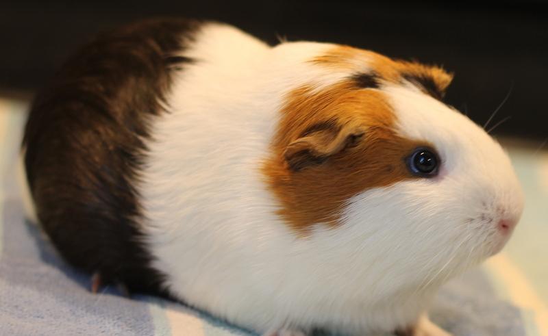 Enlarge Luna, a ADOPTABLE Guinea Pig in Budd Lake, NJ image 6/6
