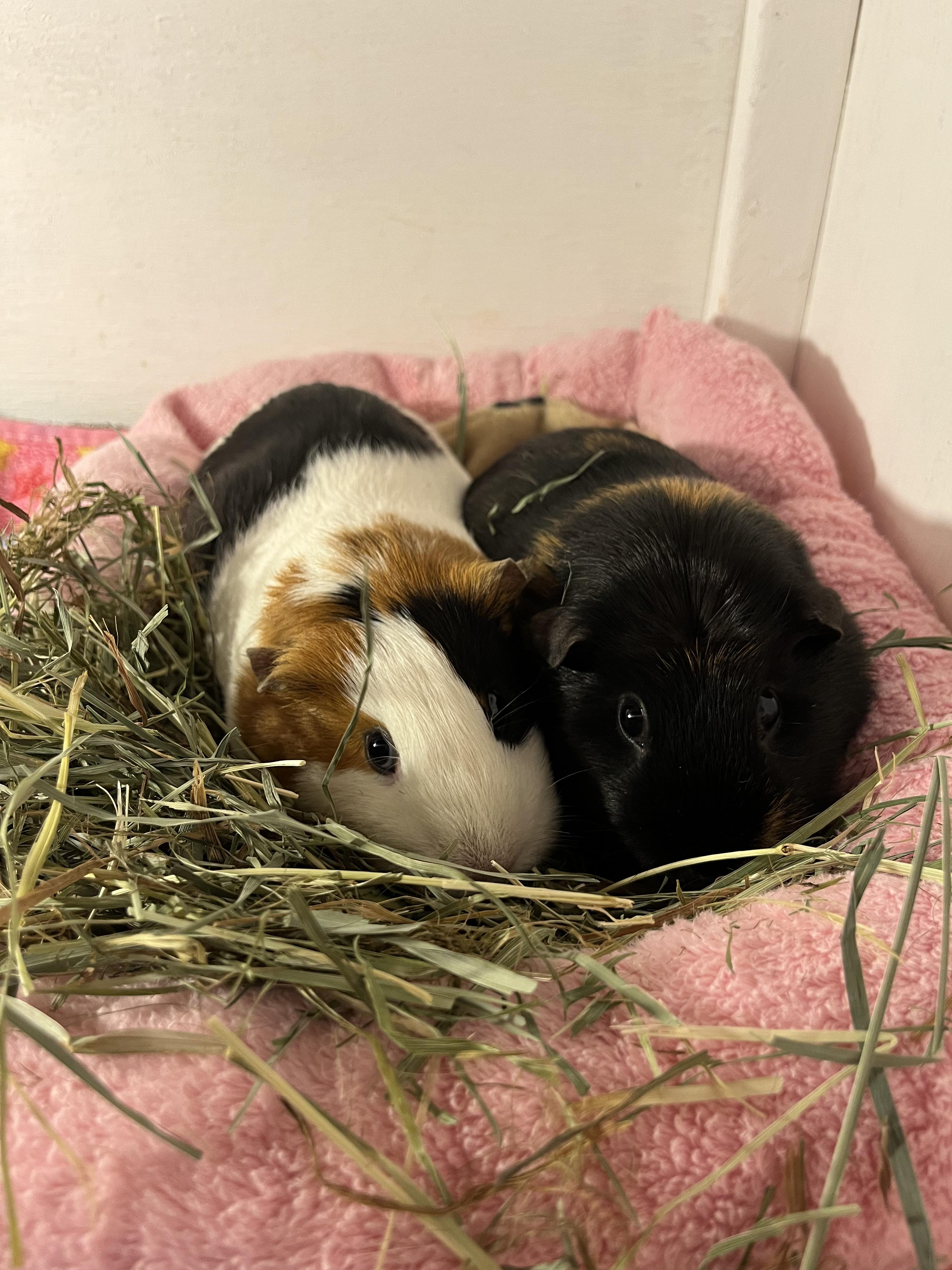 Enlarge Luna and Serena, a ADOPTABLE Guinea Pig in Budd Lake, NJ image 4/6
