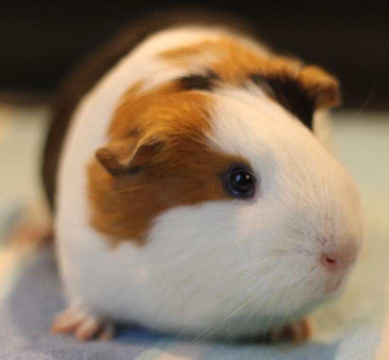 Enlarge Luna, a ADOPTABLE Guinea Pig in Budd Lake, NJ image 2/6