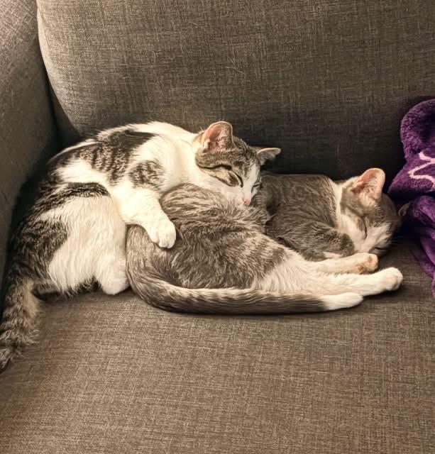 Celest/Serafina, ADOPTABLE, Adult Female Domestic Short Hair.