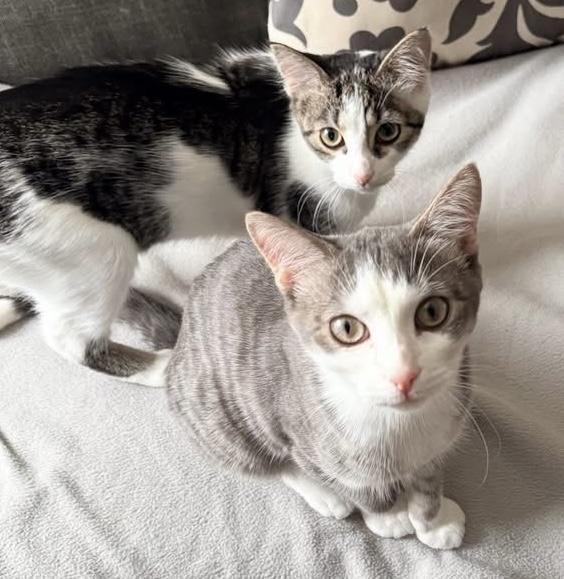 Enlarge Celest/Serafina, a ADOPTABLE Domestic Short Hair in WOODSTOCK, ON image 2/2