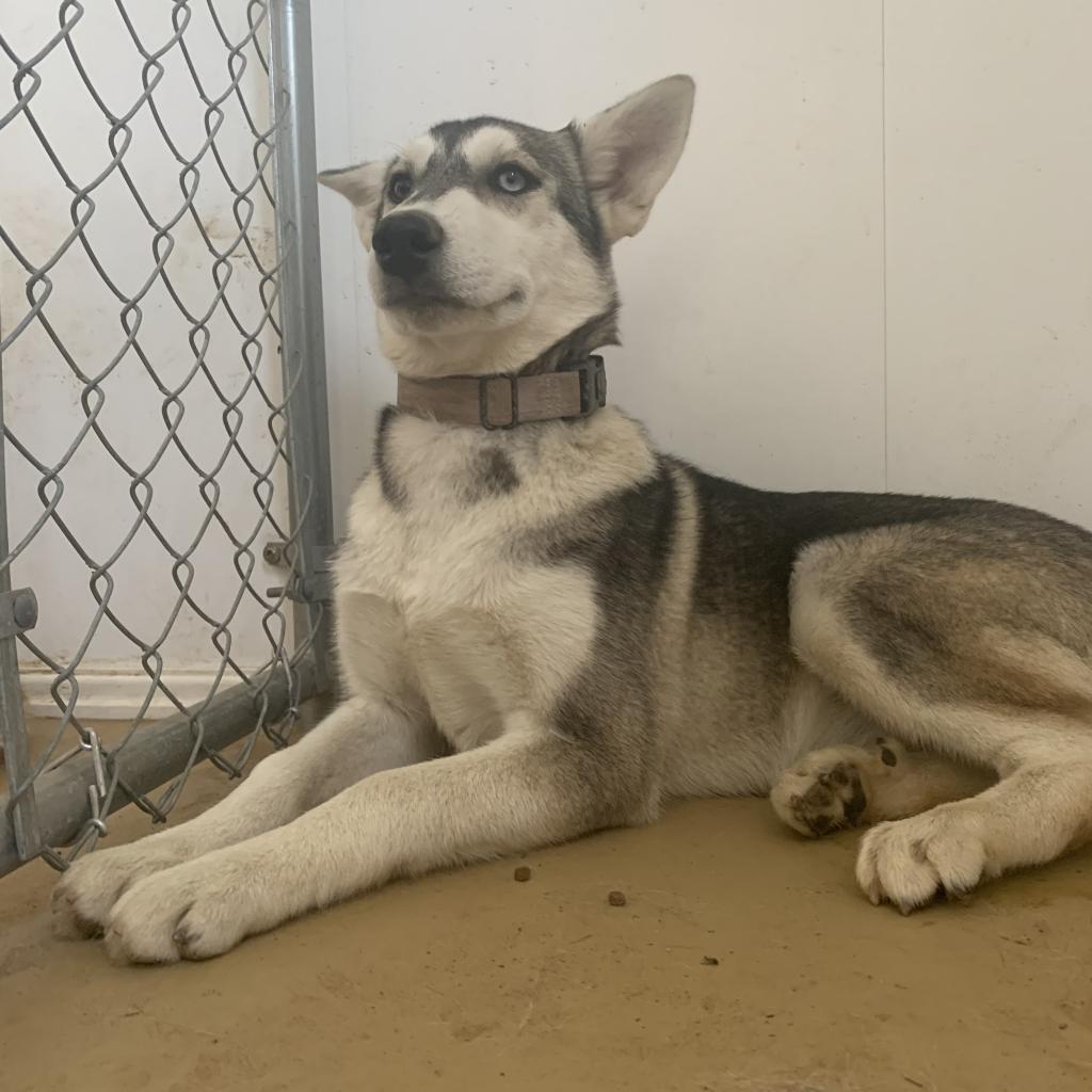 Duchess, a Adoptable Husky in Eufaula, OK image 1/3