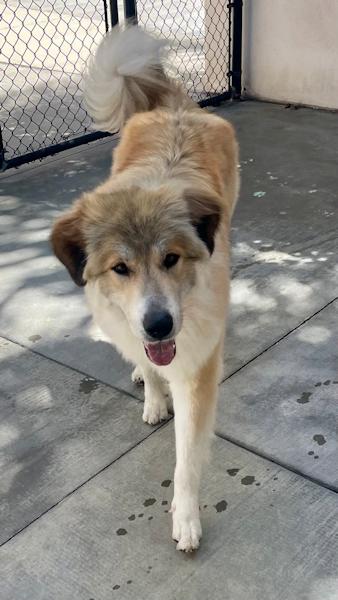 Enlarge Reba McIntire, a ADOPTABLE mixed breed in Los Angeles, CA image 5/6