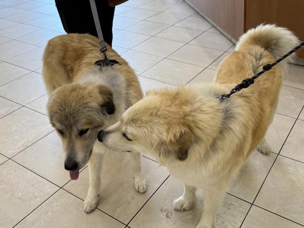 Enlarge Reba McIntire, a ADOPTABLE mixed breed in Los Angeles, CA image 4/6