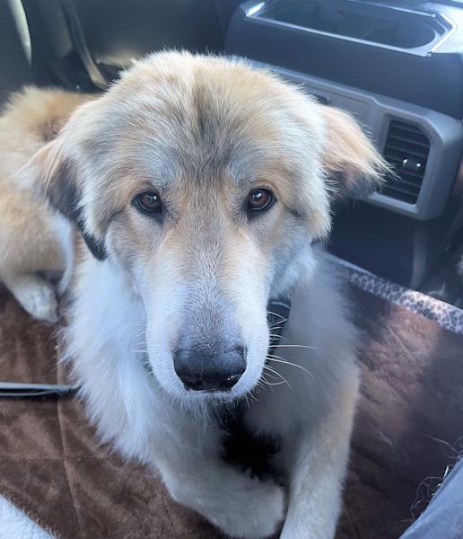 Enlarge Reba McIntire, a ADOPTABLE mixed breed in Los Angeles, CA image 3/6