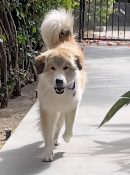 Enlarge Reba McIntire - bonded with Shania, an adoptable mixed breed in Los Angeles, CA image 5/6
