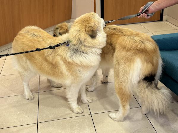 Enlarge Reba McIntire, a ADOPTABLE mixed breed in Los Angeles, CA image 2/6