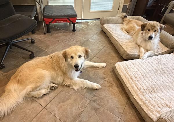 Enlarge Reba McIntire - bonded with Shania, an adoptable mixed breed in Los Angeles, CA image 6/6