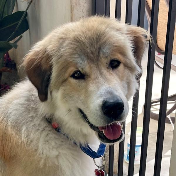 Reba McIntire - bonded with Shania, adoptable, Adult Female Golden Retriever & Great Pyrenees.