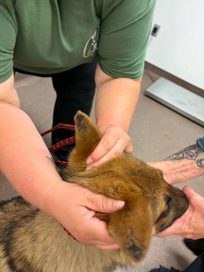 Dakota, Adoptable, Adult Male German Shepherd Dog.