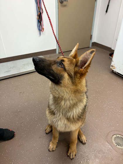 Dakota, a Adoptable German Shepherd Dog in South Bend, IN image 2/3