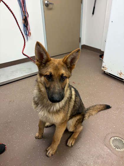 Dakota, a Adoptable German Shepherd Dog in South Bend, IN image 3/3