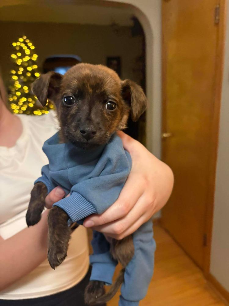 Sir Puck, a Adoptable mixed breed in Amherst, NY image 1/6