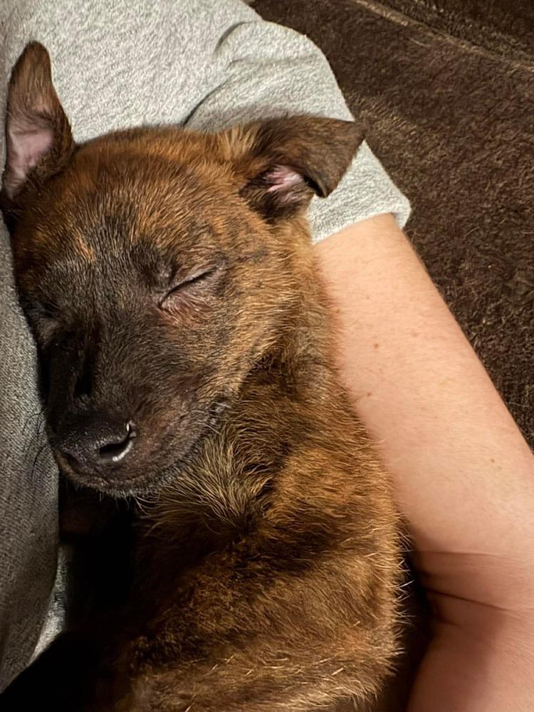 Sir Puck, a Adoptable mixed breed in Amherst, NY image 3/6