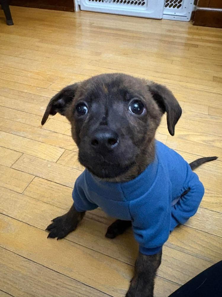 Sir Puck, a Adoptable mixed breed in Amherst, NY image 5/6