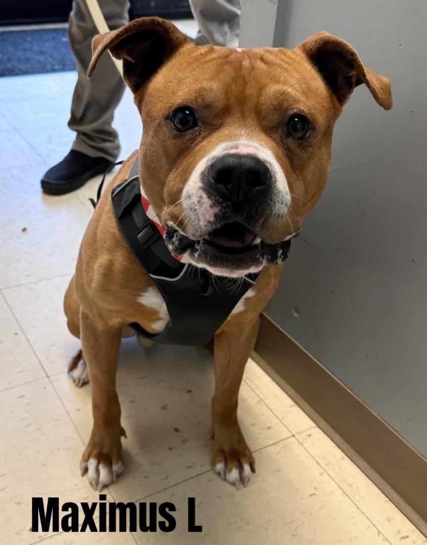 Maximus L, Young Male American Bully