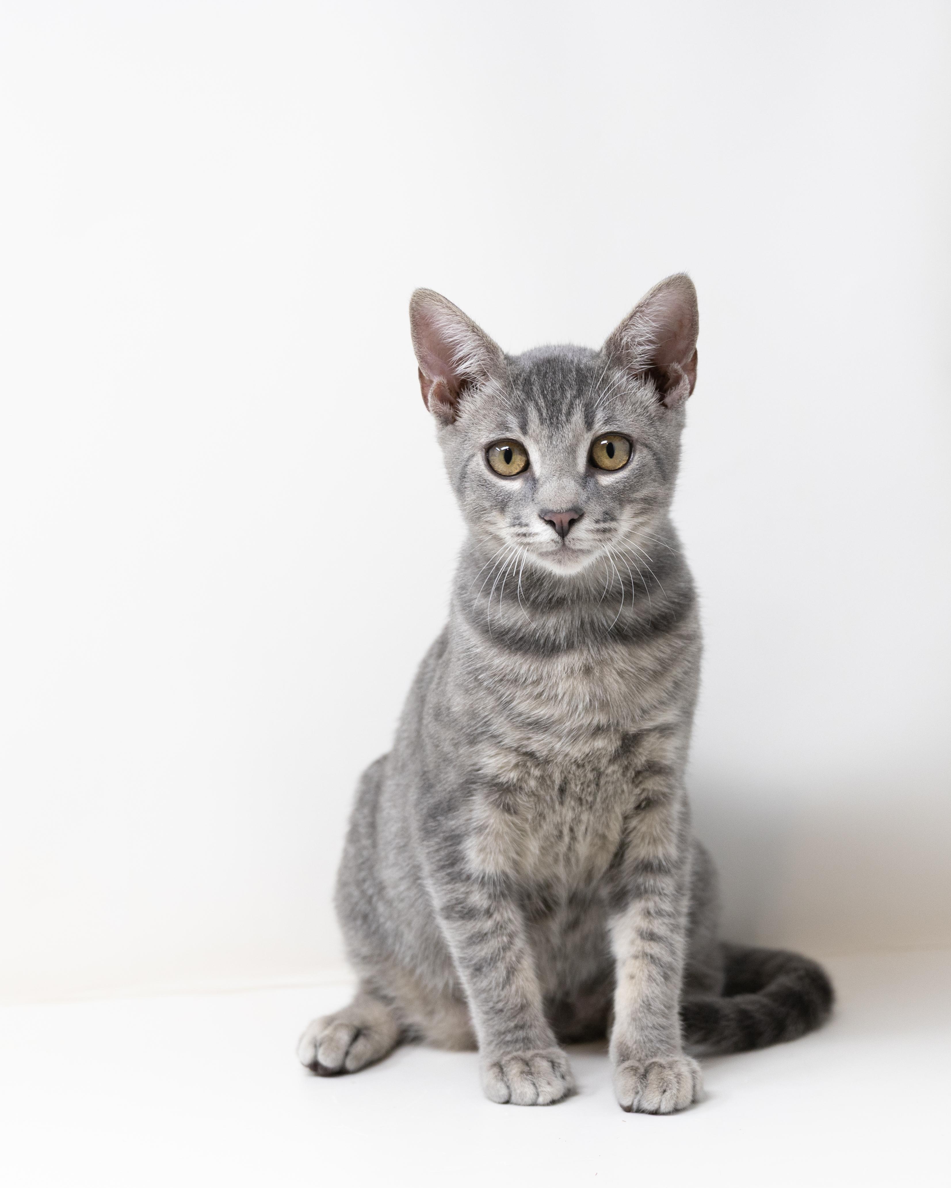 Enlarge Diego, an adopted Tabby in Trophy Club, TX image 2/6