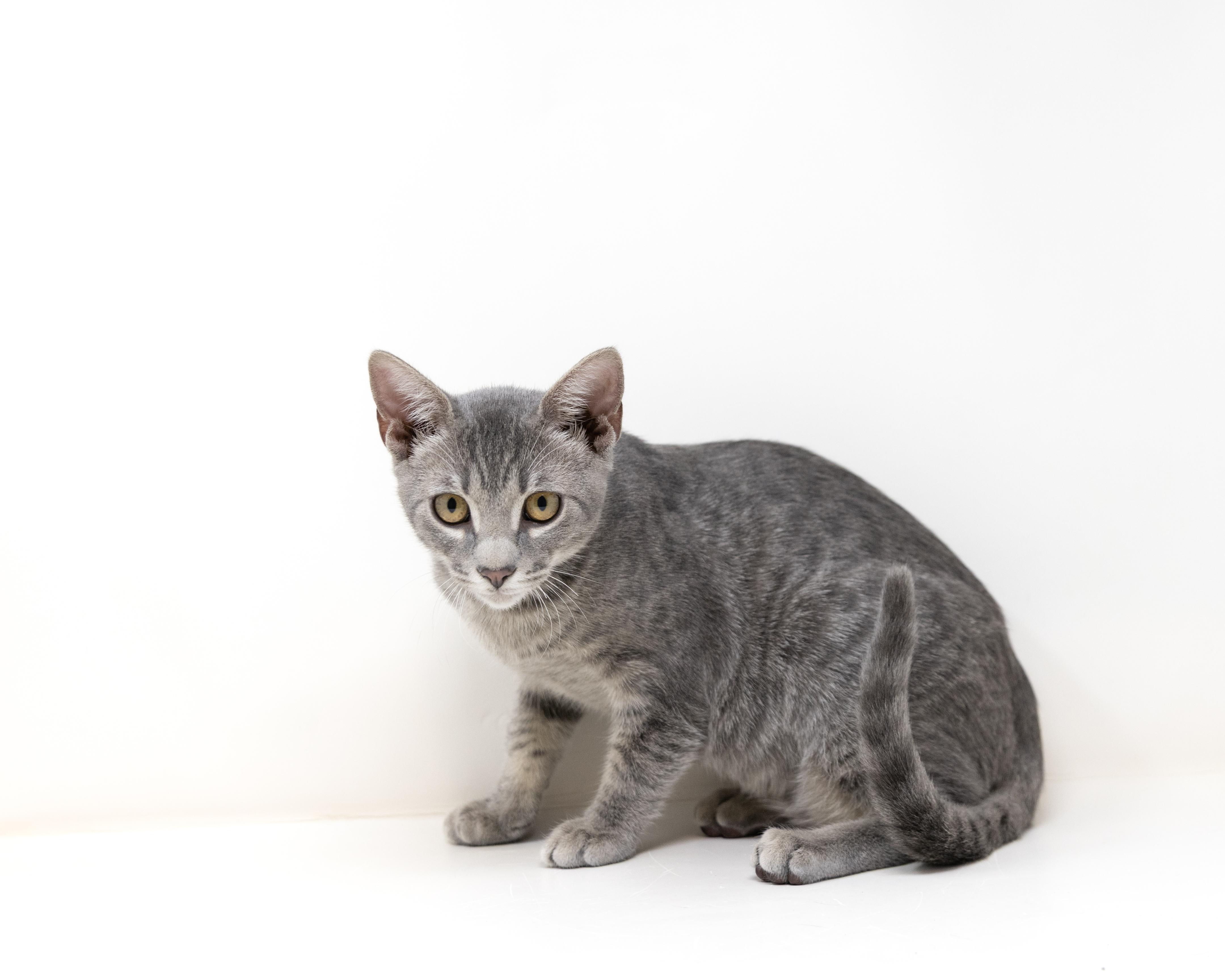 Enlarge Diego, an adopted Tabby in Trophy Club, TX image 5/6