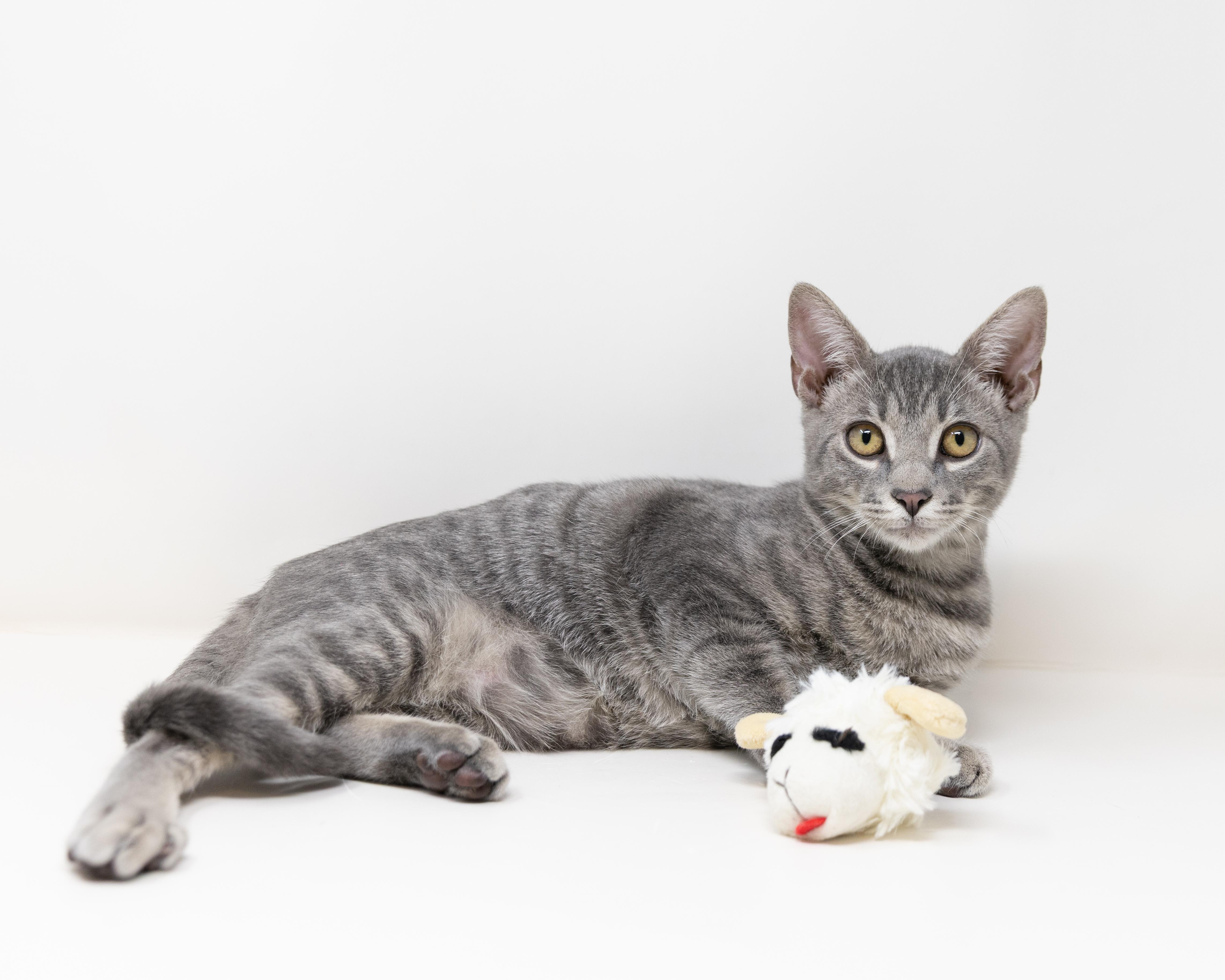 Enlarge Diego, an adopted Tabby in Trophy Club, TX image 4/6