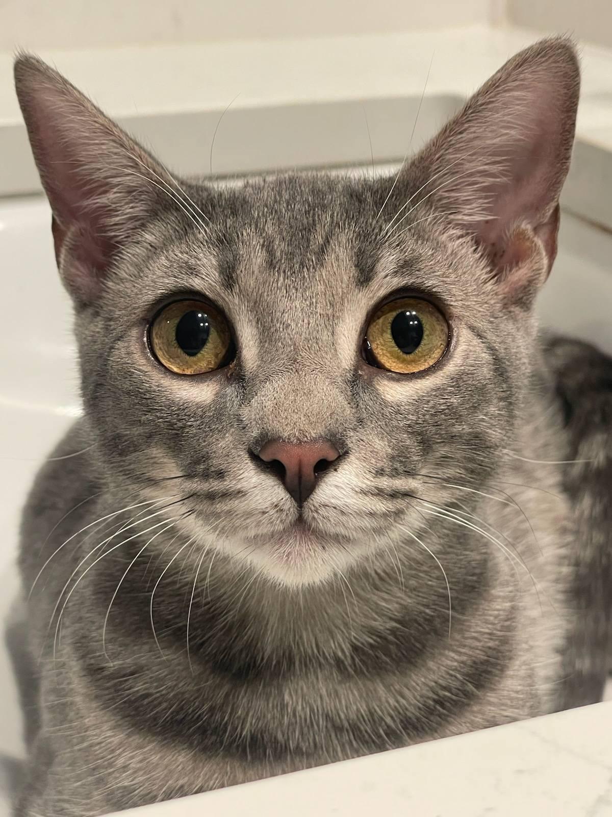 Enlarge Diego, an adopted Tabby in Trophy Club, TX image 1/6