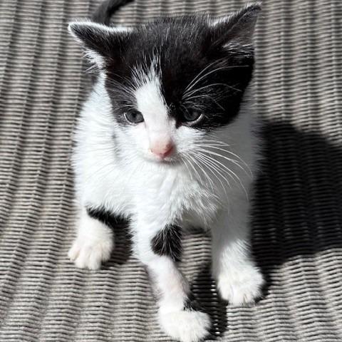 Enlarge Squawk, a Adoptable Domestic Short Hair in Sarasota, FL image 1/3