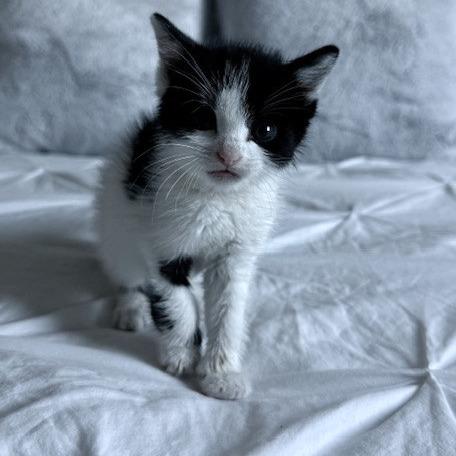 Enlarge Squawk, a Adoptable Domestic Short Hair in Sarasota, FL image 3/3