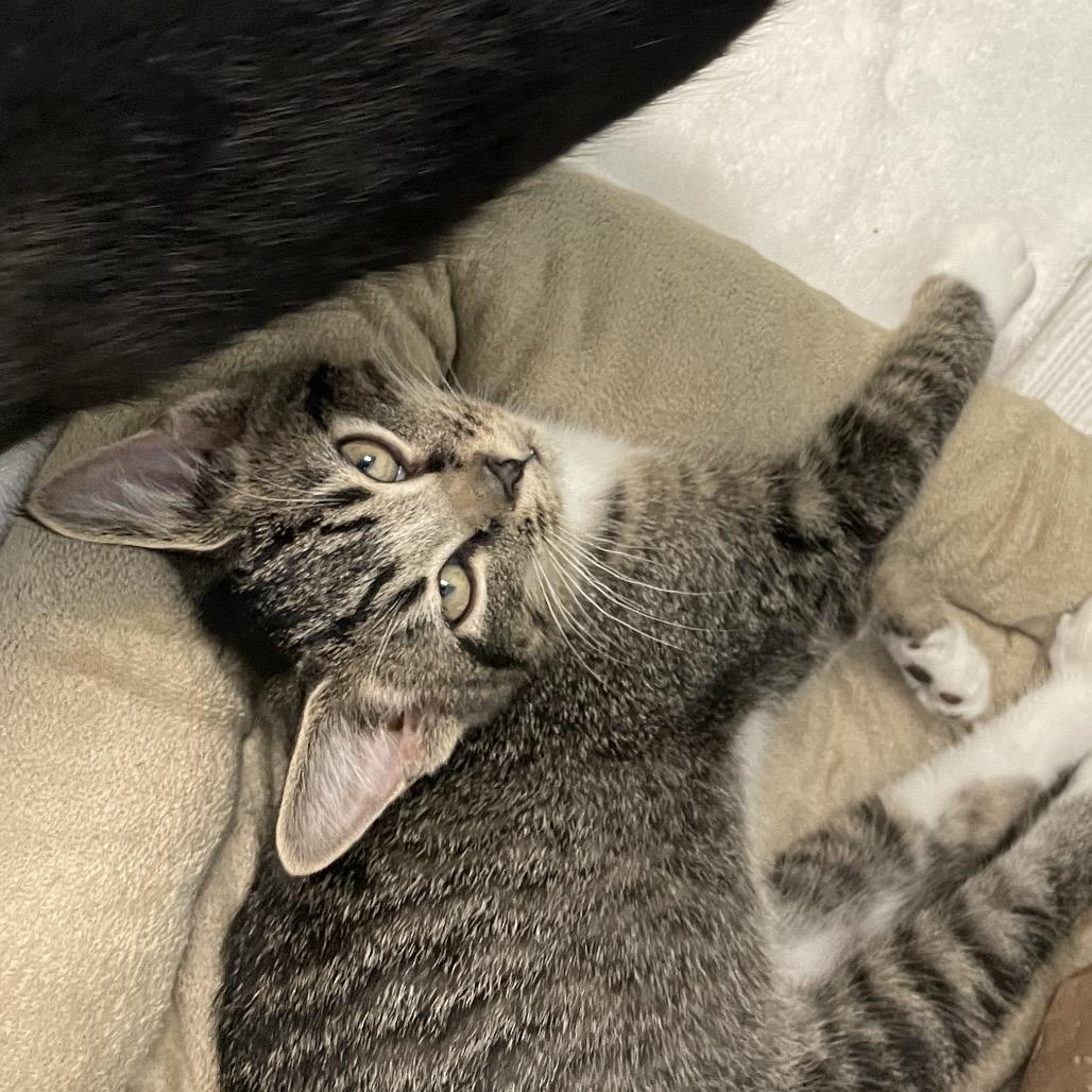 Possum, Adoptable, Kitten Male Domestic Short Hair.