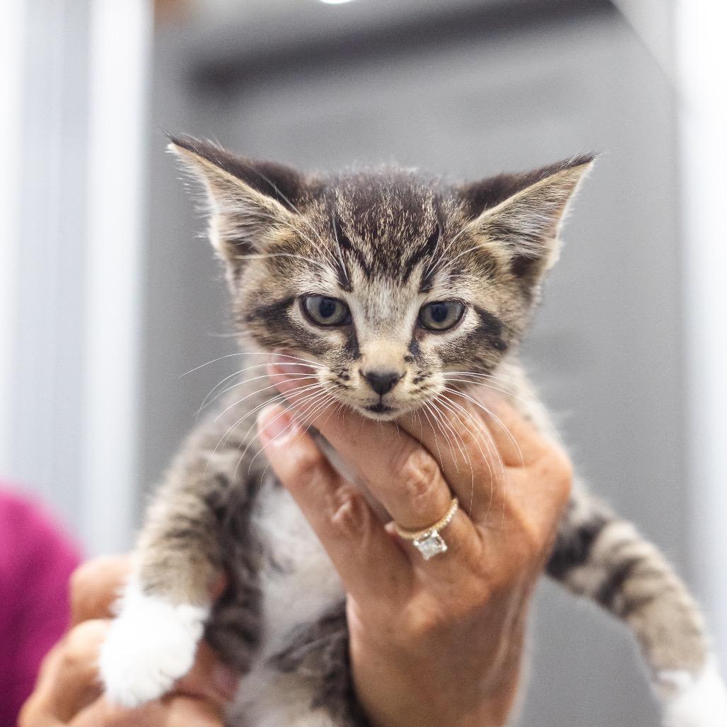 Enlarge Possum, a Adoptable Domestic Short Hair in Enfield, NH image 2/4