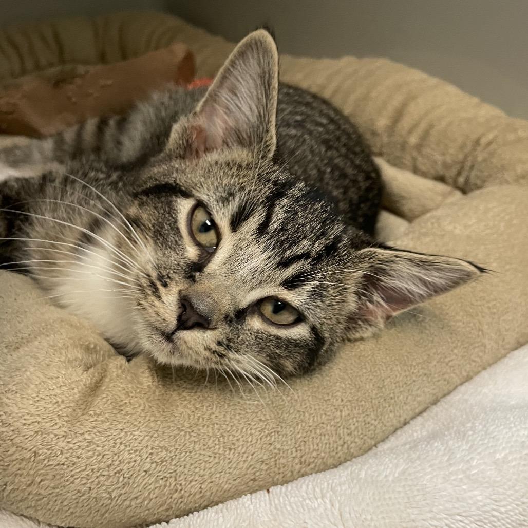 Enlarge Possum, a Adoptable Domestic Short Hair in Enfield, NH image 4/4