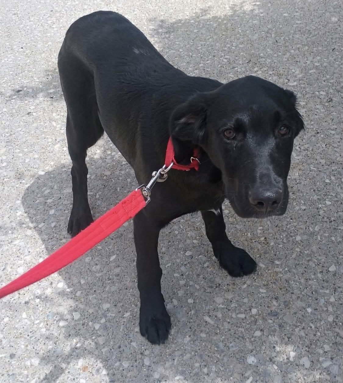 Enlarge Pups - Bullet, a Adoptable Labrador Retriever in Ashville, OH image 1/3