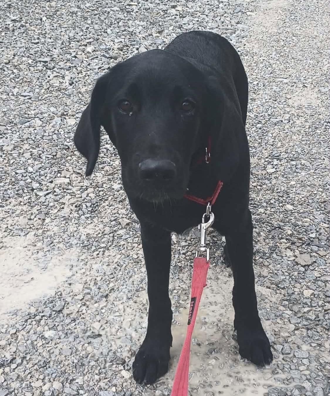 Enlarge Pups - Bullet, a Adoptable Labrador Retriever in Ashville, OH image 2/3