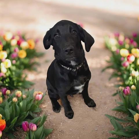 Enlarge Shepadoodle Pups - Bullet, a Adoptable Labrador Retriever in Ashville, OH image 1/2