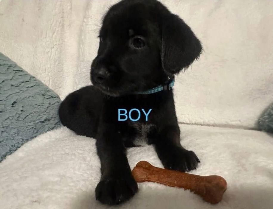 Enlarge Shepadoodle Pups - Bullet, a Adoptable Labrador Retriever in Ashville, OH image 2/2