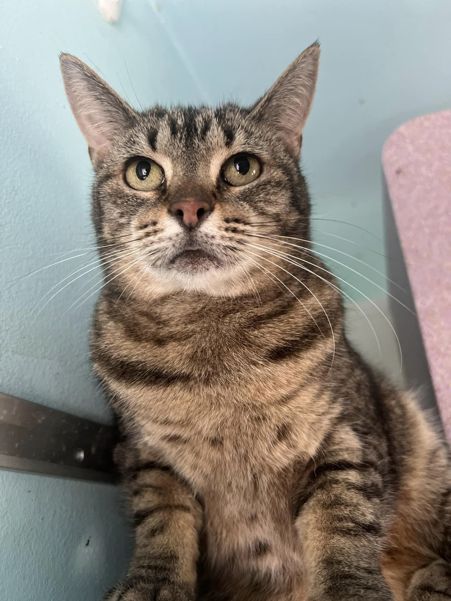 Rio, Adoptable, Adult Female Domestic Short Hair.