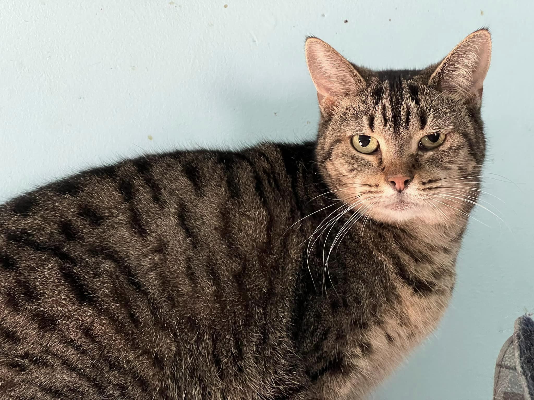 Enlarge Rio, a Adoptable Domestic Short Hair in Cleveland, OH image 4/4