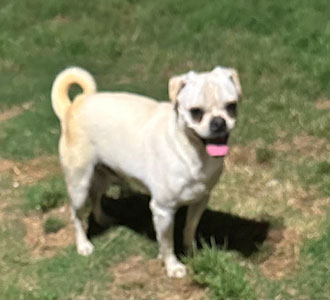 Enlarge BUTTON, a Adoptable mixed breed in Claremore, OK image 1/2