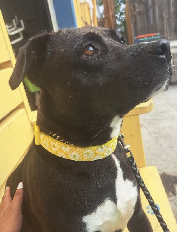 Dog for adoption Suzie, a Black Labrador Retriever in Parma, OH