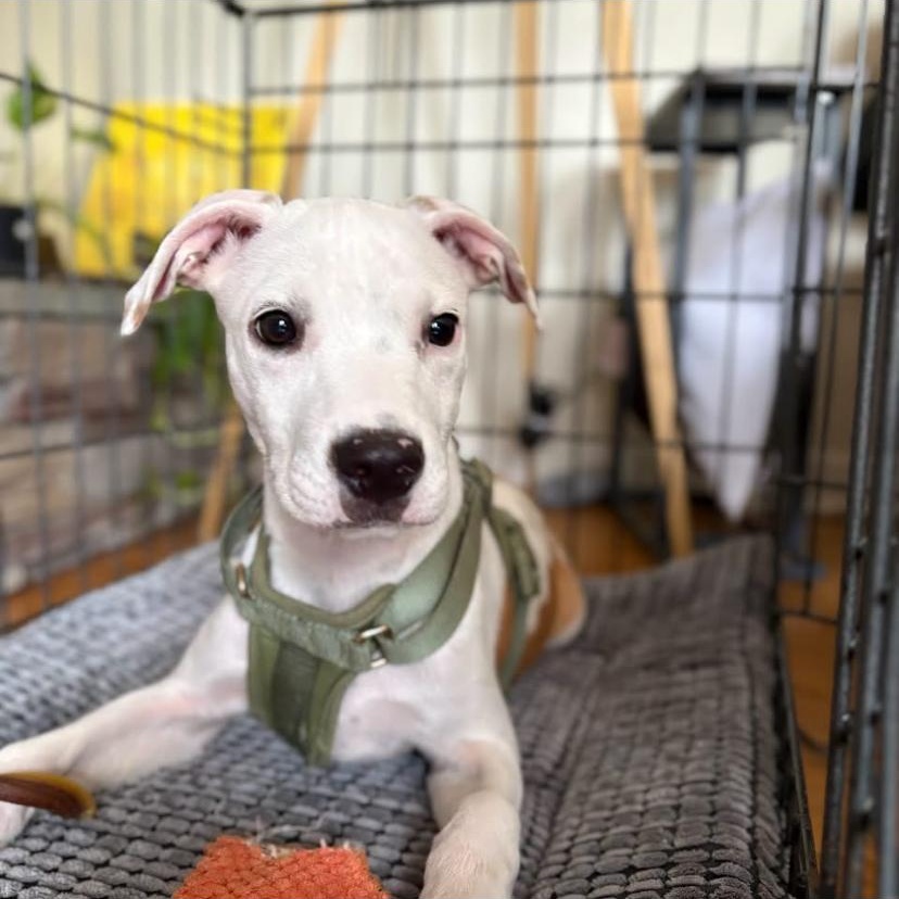 Steele, a ADOPTABLE mixed breed in Philadelphia, PA image 2/6