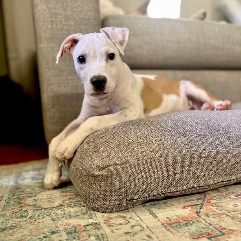 Steele, ADOPTABLE, Puppy Male Pit Bull Terrier.