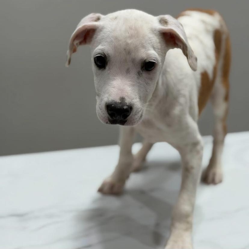 Steele, a ADOPTABLE mixed breed in Philadelphia, PA image 6/6